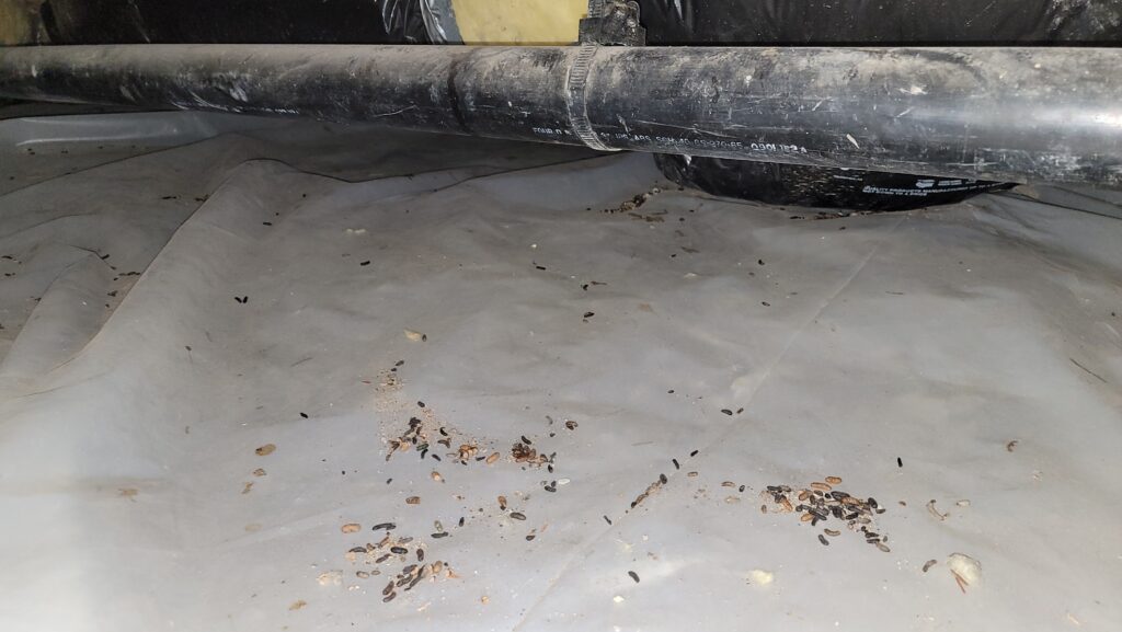 Crawl Space Cleaning & Insulation Replacement in Anne Arundel County, MD rodent droppings crawl space vapor barrier maryland