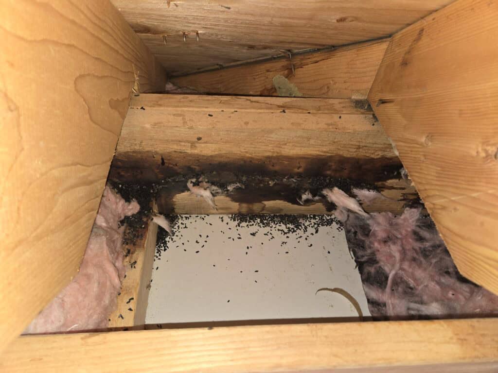 Rodent-Contaminated Attic Insulation: When Should It Be Removed? heavy rodent contamination found in attic