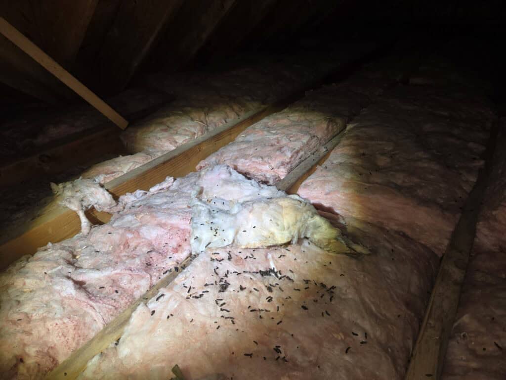 Rodent-Contaminated Attic Insulation: When Should It Be Removed? rodent droppings on attic insulation