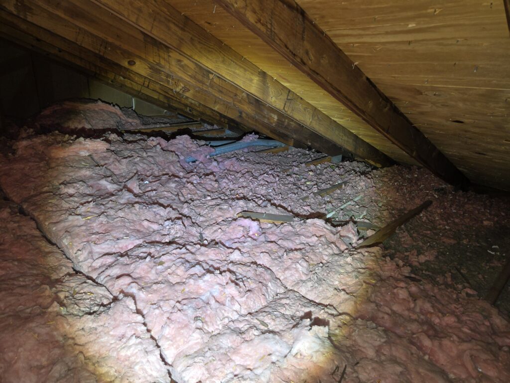 Rodent-Contaminated Attic Insulation: When Should It Be Removed? Rodent-contaminated fiberglass attic insulation in a Maryland home before professional insulation removal.