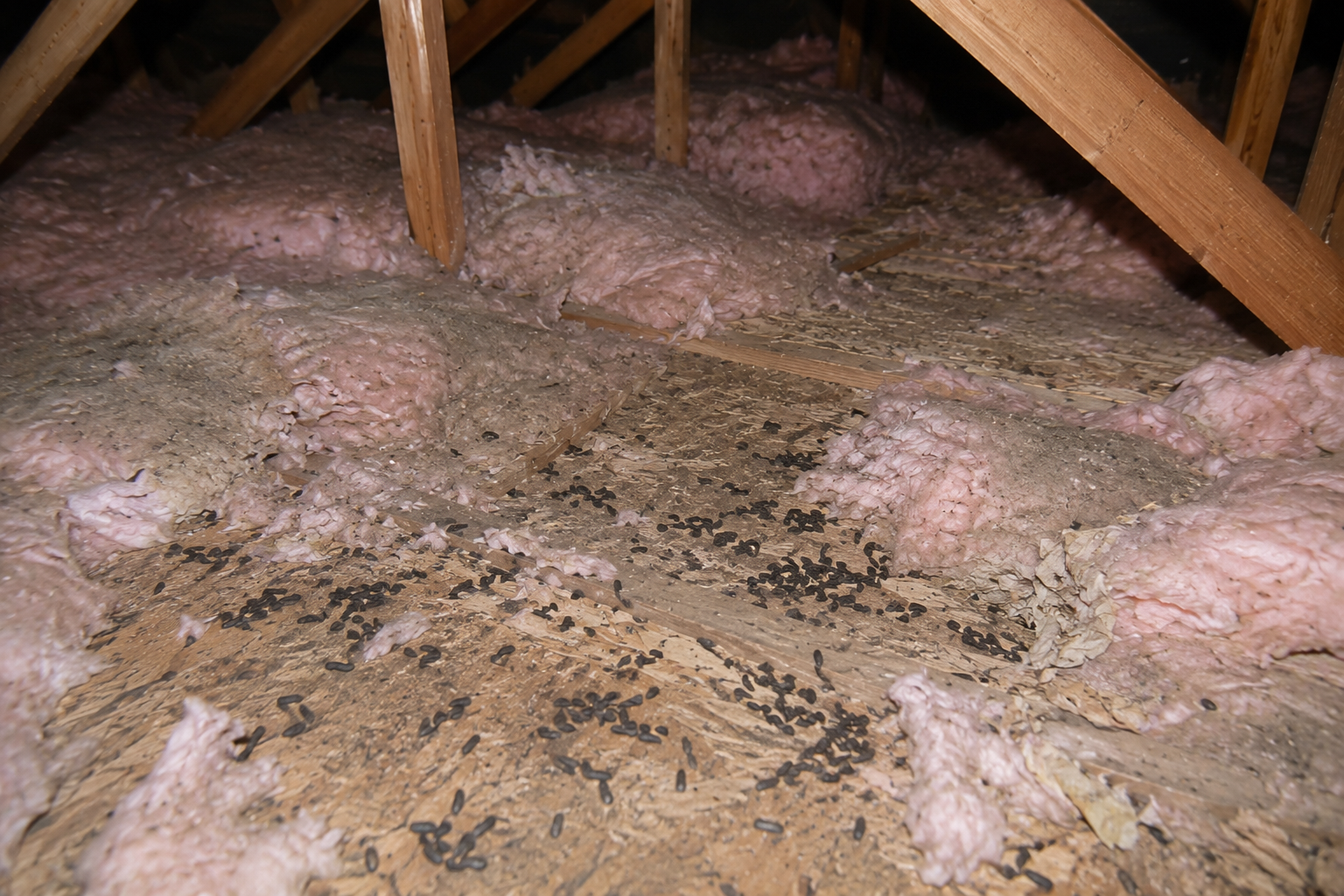 Attic insulation and rodent contamination in a Maryland home