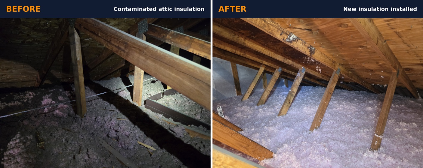 Before-and-after attic comparison showing contaminated insulation before removal and new blown-in insulation installed in a Crofton, Maryland home