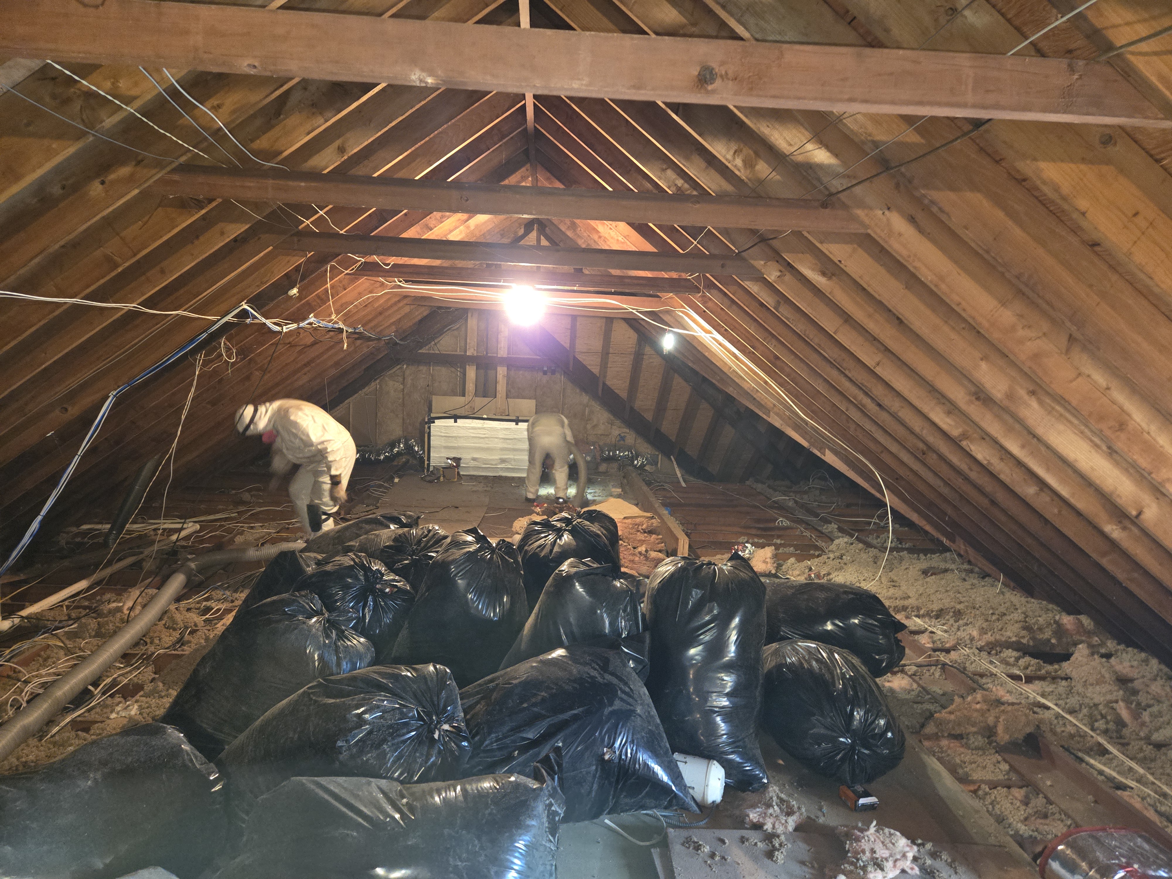 Xanvria crew removing old insulation from a Maryland attic, with removed material bagged for disposal