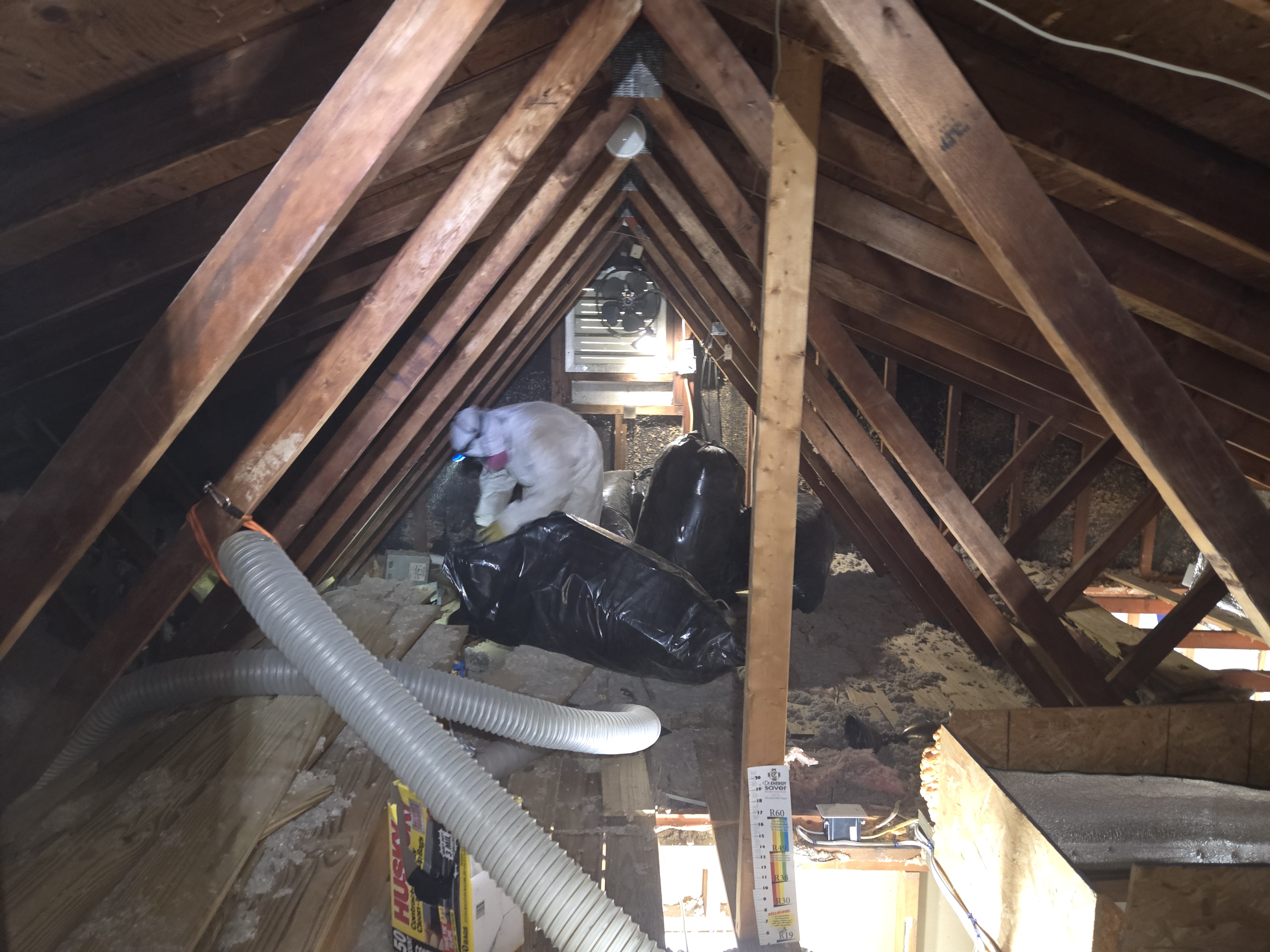 Xanvria technician bagging old attic insulation for removal and disposal in a Maryland attic