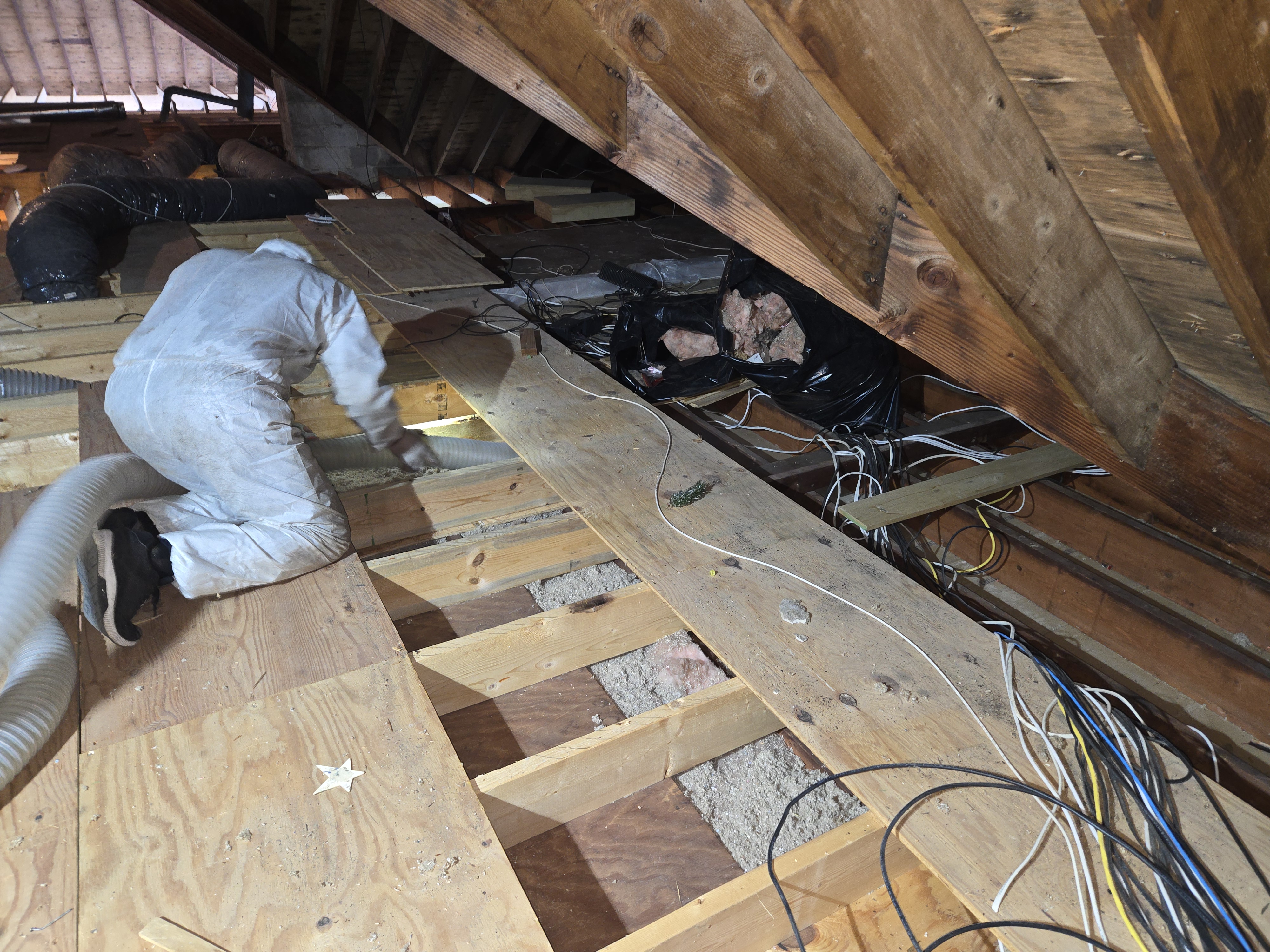 Xanvria technician removing old, contaminated insulation from between attic floor joists in Maryland